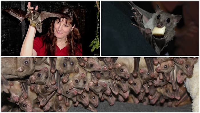 Image of Amanda Lollar, Founder and President of Bat World Sanctuary and images of bats